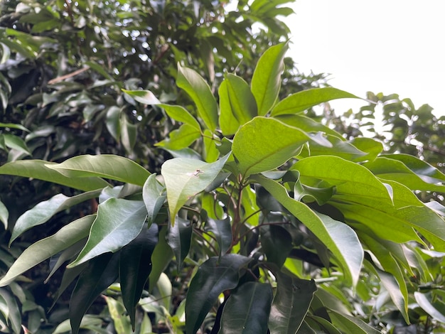 Litchi de Bangladesh. Es la zona más trófica. Madurar lichi fresco en rama de árbol.