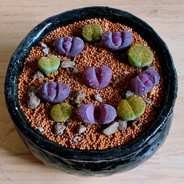 Lithops in keramischen Töpfen