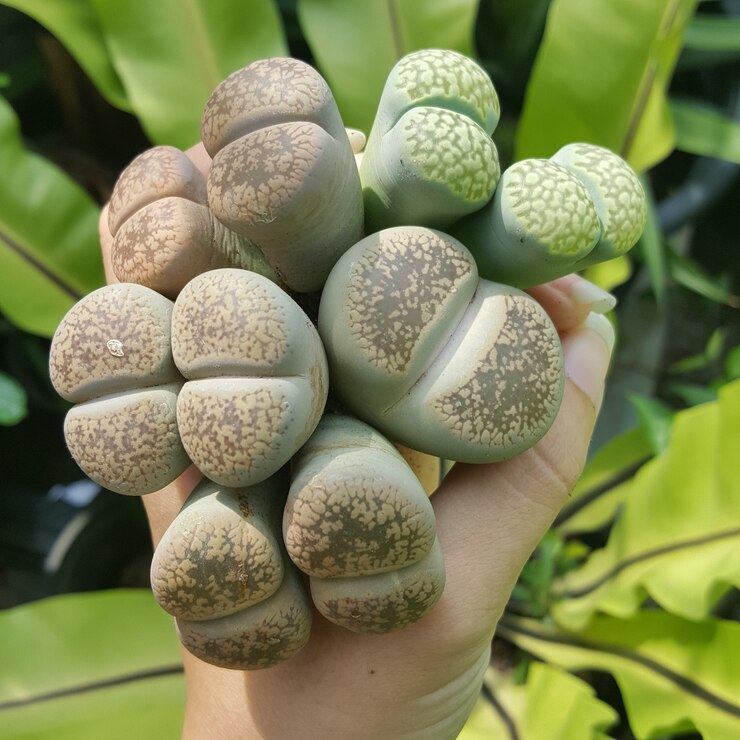 Foto lithops suculentas cacto mix litops