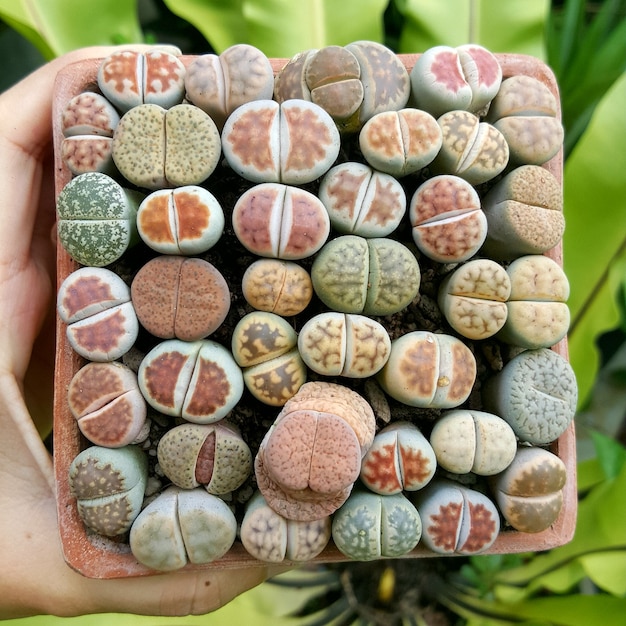 Lithops suculentas cacto Mix litops