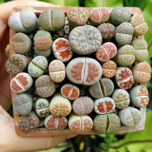 Foto lithops suculentas cactus mix lithops