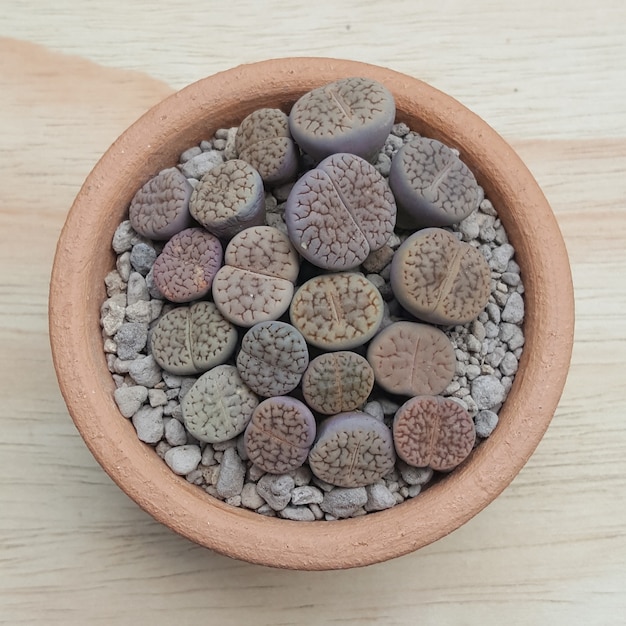 Lithops suculentas Lithops hookeri en maceta