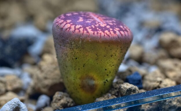 Foto un lithops verde rosado lindo translúcido en suelo de piedra pequeño