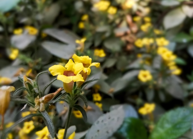 Lithospermum caroliniense Carolina Puccoon Luvas douradas