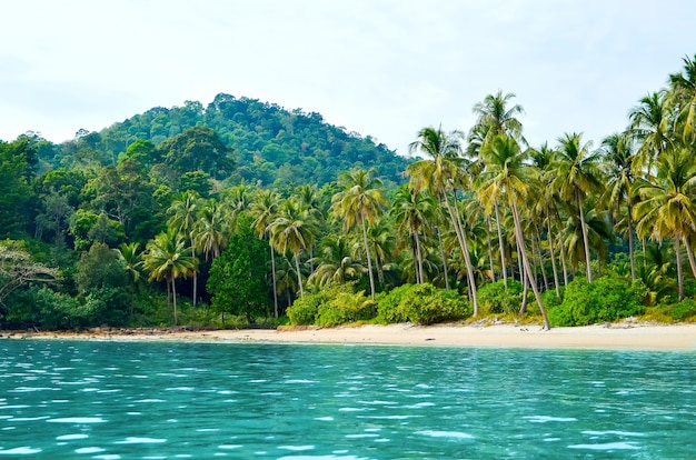 Litoral com praia de areia e floresta tropical