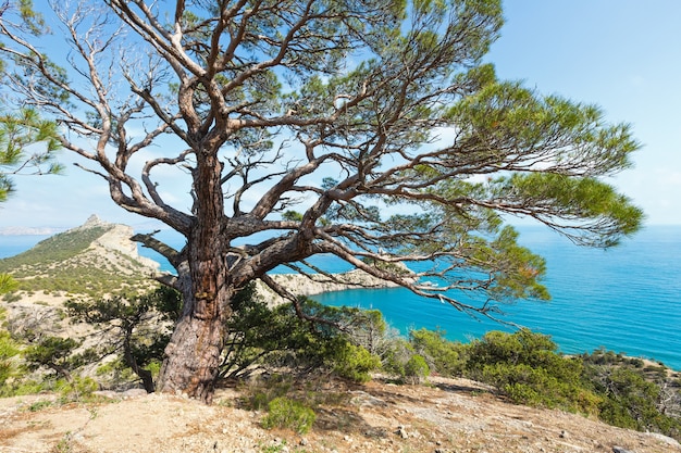 Litoral de "Novyj Svit" reserva vista de verão e pinheiro em frente