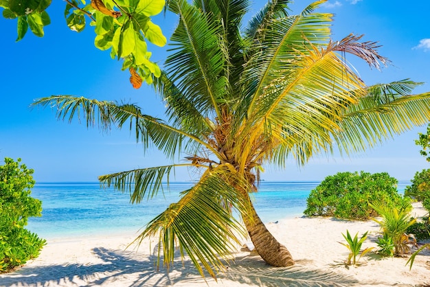 Litoral de uma ilha tropical nas Maldivas e vista do Oceano Índico