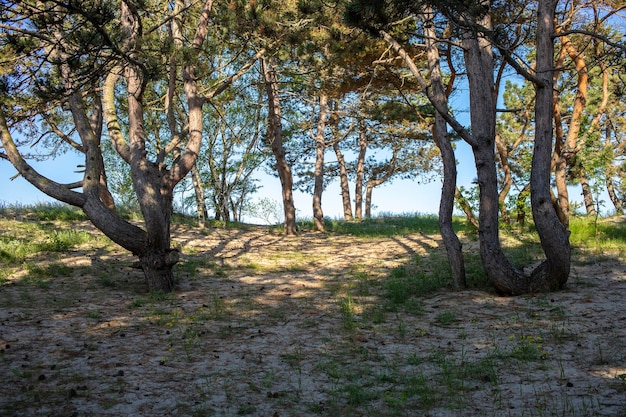 Litoral do mar Báltico perto de Liepaja Letónia Dunas de areia com pinheiros Paisagem clássica da praia do Báltico Natureza selvagem