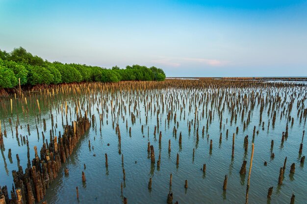 litoral e manguezais Floresta de manguezais e águas rasas em uma ilha tropical