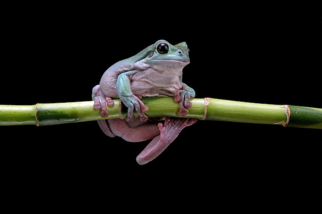 Litoria caerulea Laubfrosch auf Blättern pummeliger Frosch auf Ast