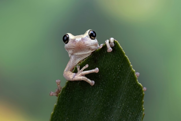 Litoria rubéola rã em folha verde