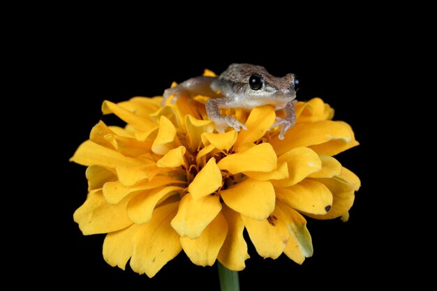 Litoria rubéola sapo na flor