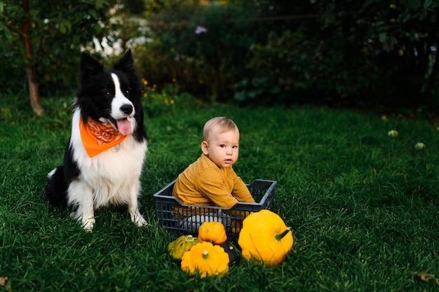 Little Baby Boy en la hierba con un perro border collie