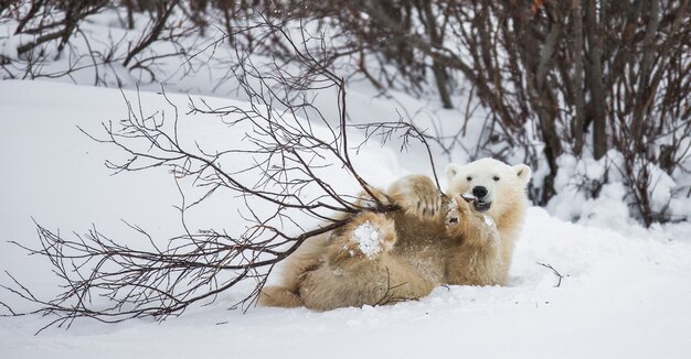 Little Bear está jugando con una rama en la tundra. Canadá.