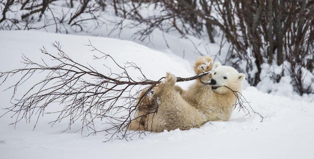 Little Bear está jugando con una rama en la tundra. Canadá.