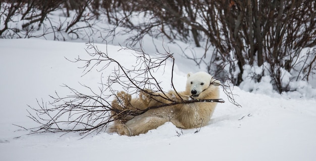 Little Bear está jugando con una rama en la tundra. Canadá.