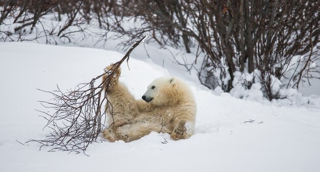 Little Bear está jugando con una rama en la tundra. Canadá.