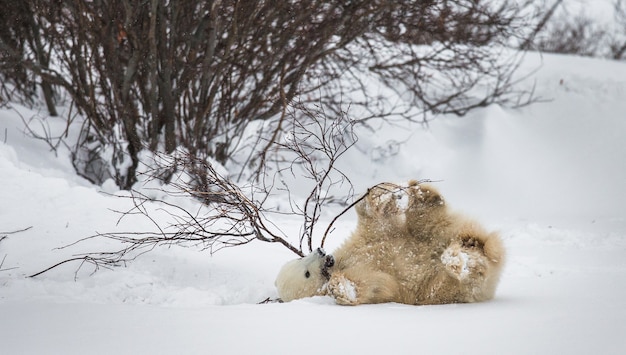 Little Bear está jugando con una rama en la tundra. Canadá.