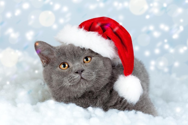 Little Blue British Shorthair gatito con sombrero de Santa Concepto de invierno