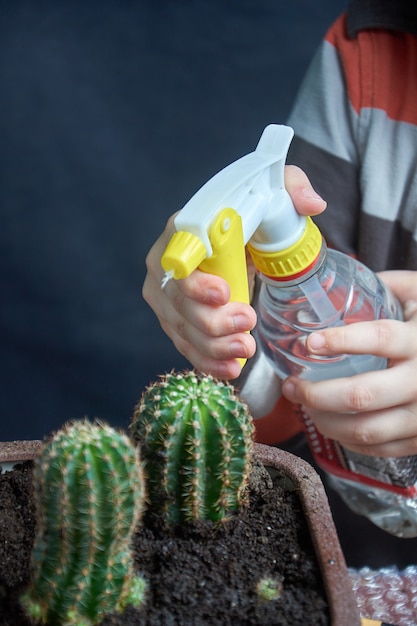 Foto little boy manos rociando cactus de agua. planta verde de cerca.