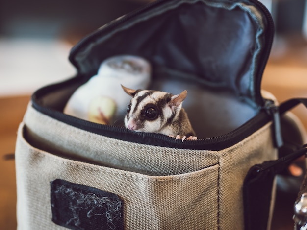 Little cute Sugar Glider ist aus einer kleinen Tasche.