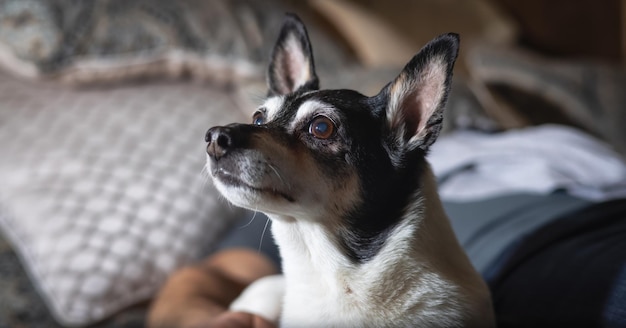 Little dog toy fox terrier relaxando na cama em casa