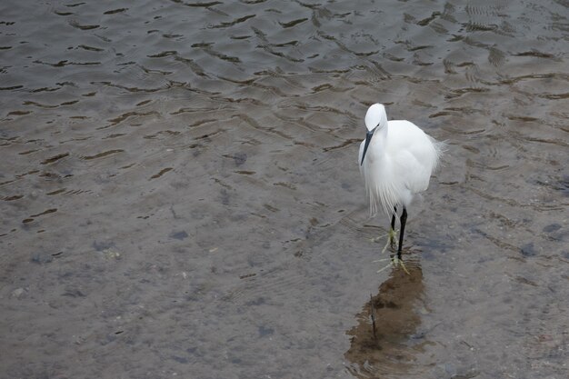Foto little egret egretta garzetta em águas rasas em kingsbridge em devon