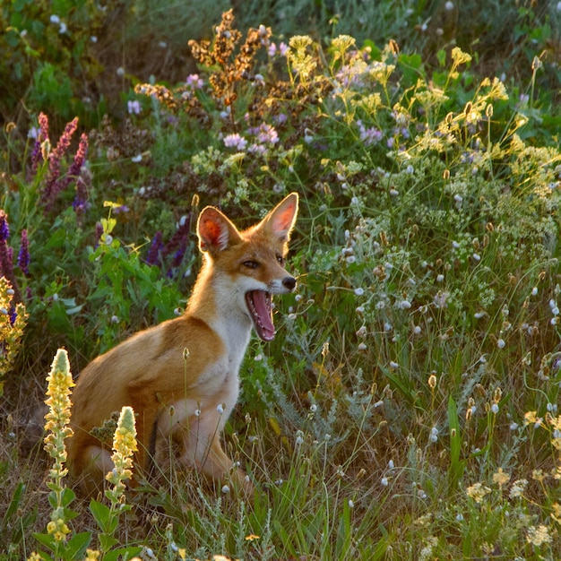 Little Fox bosteza mientras está sentado en la hierba.