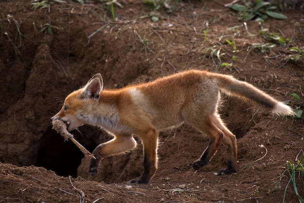 Little Fox com os restos de uma presa perto de sua toca