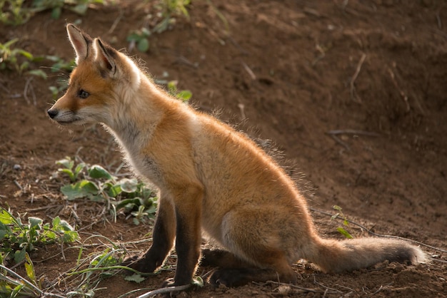 Little Fox se senta perto de seu buraco.