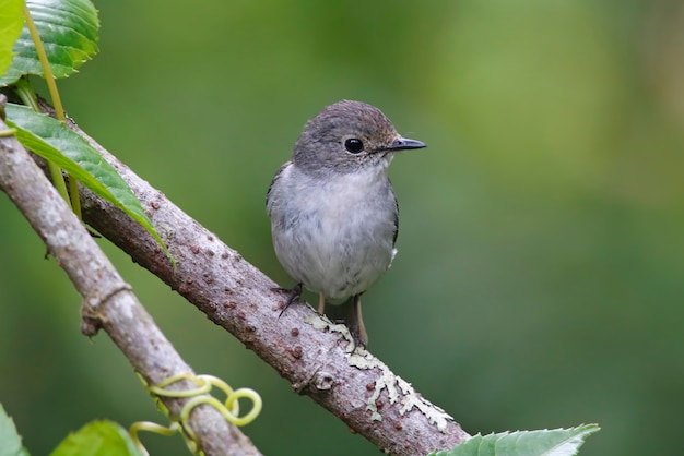 Little Pied Flycatcher Ficedula westermanni Belas aves femininas da Tailândia