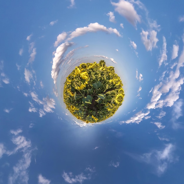 Little Planet Transformation von sphärischem Panorama 360 Grad Sphärische abstrakte Luftaufnahme im Sonnenblumenfeld mit klarem Himmel und fantastisch schönen Wolken Krümmung des Weltraums