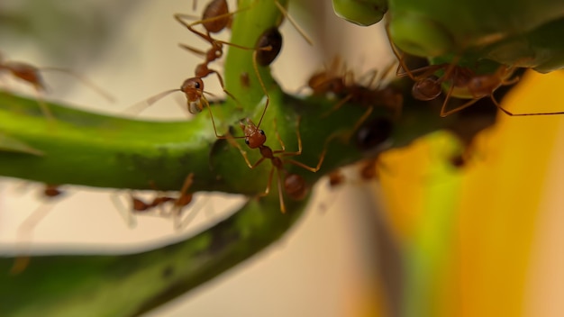 Foto little red fire ant se alimenta de las hojas de la fruta de noni con enfoque selectivo macro cubre muchas hormigas de fuego o hormigas rojas en las hojas con iluminación