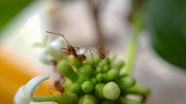 Little Red Fire Ant Alimenta-se das folhas da fruta noni com foco seletivo Macro cobre muitas formigas de fogo ou formigas vermelhas nas folhas com iluminação