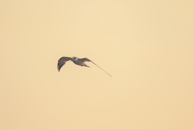 Little tern está volando, Little tern es una pequeña ave marina. , Nombre científico Sternula albifrons, Little tern es una especie de aves marinas.