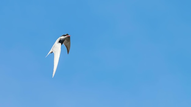 Little Tern Fly Sterna albifrons