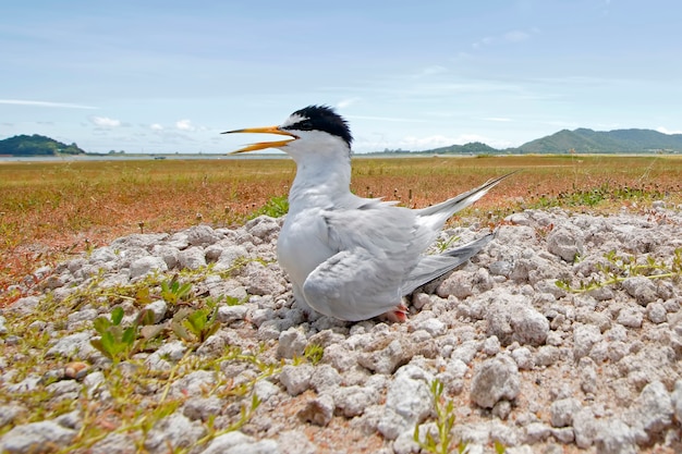 Little tern Sternula albifrons pássaros e paisagem