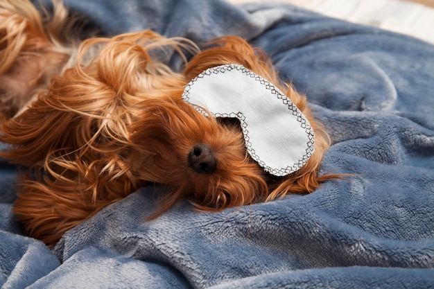 Little york terrier dormindo com uma máscara em um cobertor de pelúcia