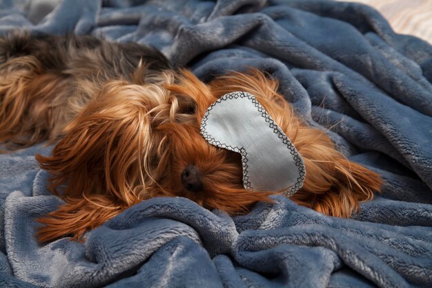 Little york terrier dormindo em uma máscara em um cobertor de pelúcia