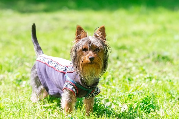 Little Yorkshire Terrier posando um cão Yorkie grama