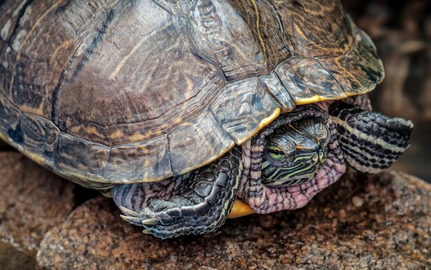 Live exotische Schildkröte in der Natur