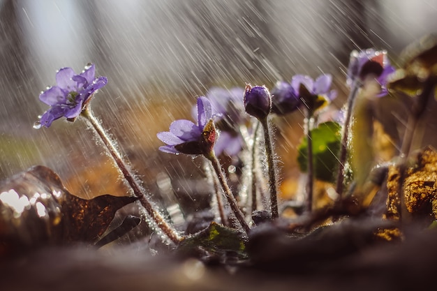 Liverworts lilás na chuva