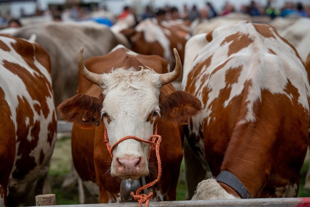 Livestock Fair die größte Viehschau in den Tälern von Bergamo