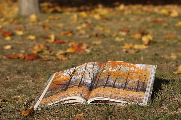 livro paisagem de outono