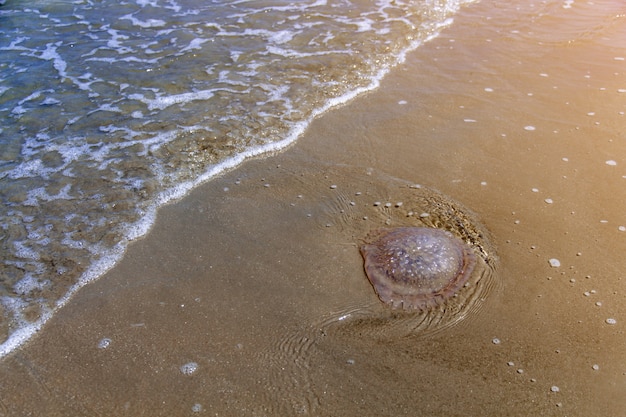 Lixo plástico da garrafa do close up na praia, lixo na praia da areia que mostra o problema da poluição ambiental