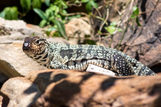 Lizzard sobre algunas rocas en la naturaleza