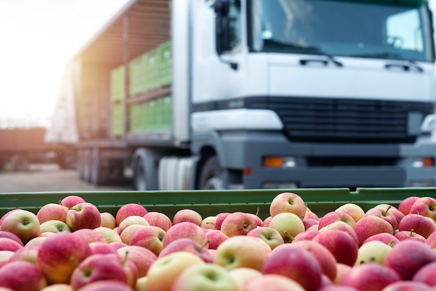 LKW beladen mit Containern voller Äpfel, die bereit sind, auf den Markt gebracht zu werden.