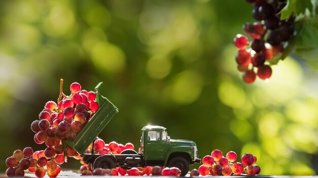 LKW mit Trauben Landwirtschaftskonzept