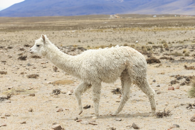 Llama en los andes