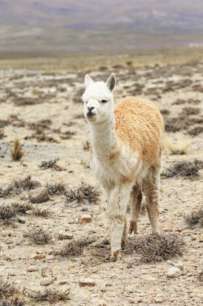 Llama en los andes